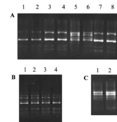 FIG. 2. RSS-PCR patterns generated from clinical serum samplesfrom patients with hepatitis C in Prague, Czech Republic