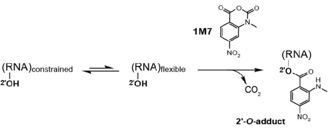 Figure 1.3 SHAPE Mechanism.Structure-selective 2'-hydroxyl acylation using 1M7. 