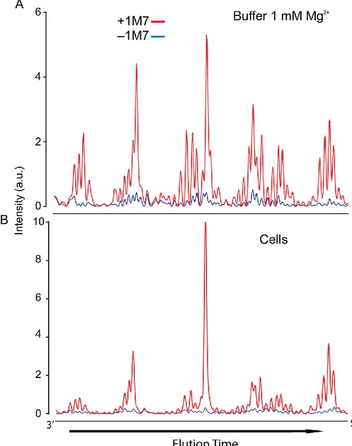 Figure 2.4 Electropherograms from SHAPE analysis of the adenine aptamer (A) in  buffer with 1 mM Mg 2+  and (B) in cells
