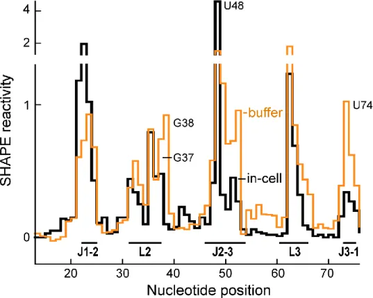 Figure 2.5.  SHAPE reactivity profiles of the adenine aptamer domain in cells (black)  and in buffer at a near-physiological Mg 2+  (1 mM) concentration (orange)