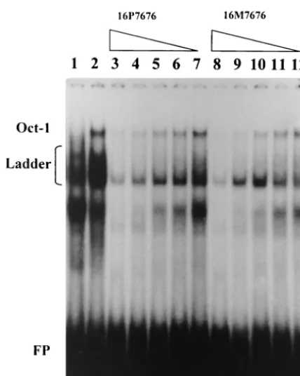 TABLE 1. URR sequence variation of six HPV16 isolates compared with the HPV16 prototype (HPV16R) and location within known TFBS