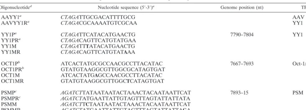 TABLE 3. Oligonucleotides used in EMSA, genome positions, and TFBSs affected