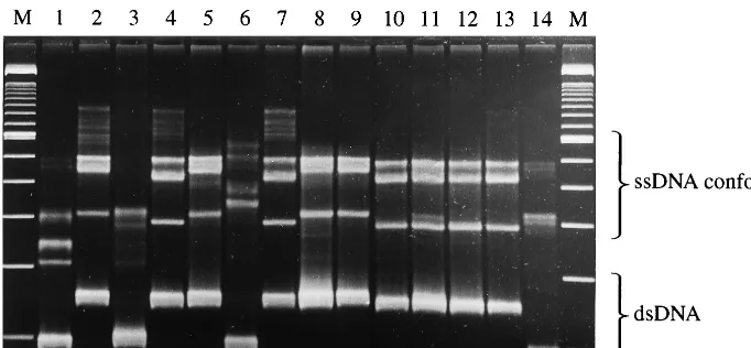 FIG. 1. PCR-SSCP patterns of the reference strains of U. urealyticum used to deﬁne serovars