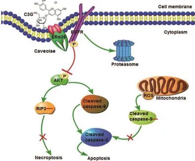 Figure 9: Putative mechanisms of the effects of Cy-3-glu action in the prevention of TNBC