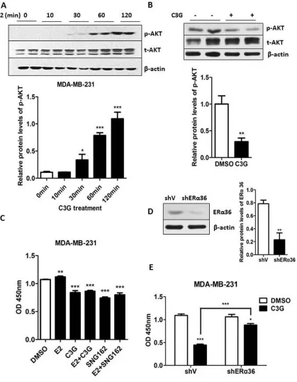 Figure 5: Cy-3-glu counteracts the estrogen-induced proliferation of MDA-MB-231 TNBC cells