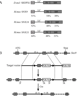 Figure 1: Strategy for generation of Snx9 knockout mice. A. Schematic drawing of the domain structures of Drosophila melanogaster SH3PX1 and Mus musculus SNX9, SNX18 and SNX33