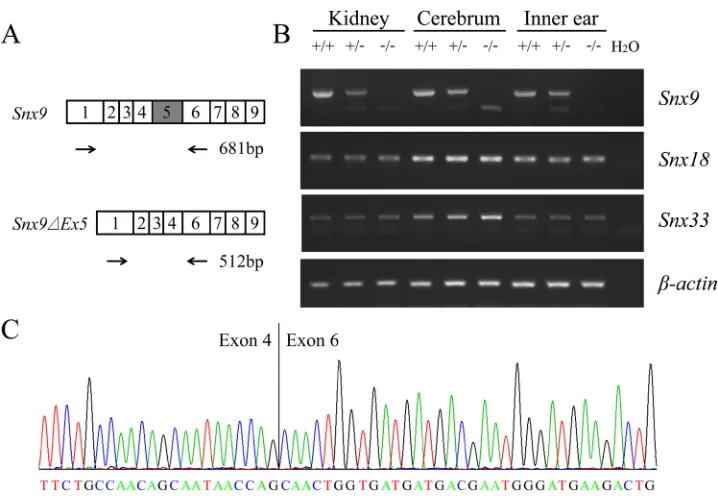 Figure 2: Analysis of Snx9 knockout mice at mRNA level. A. Schematic drawing of the strategy for RT-PCR analysis of Snx9 knockout mice