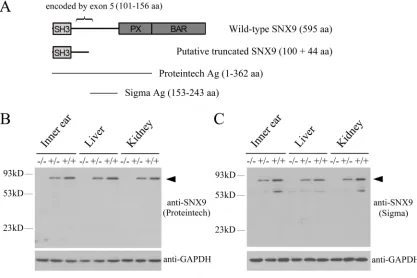 Figure 3: Analysis of Snx9 knockout mice at protein level. A. Schematic drawing of the domain architecture of SNX9 as well as the regions recognized by the antibodies used in this study