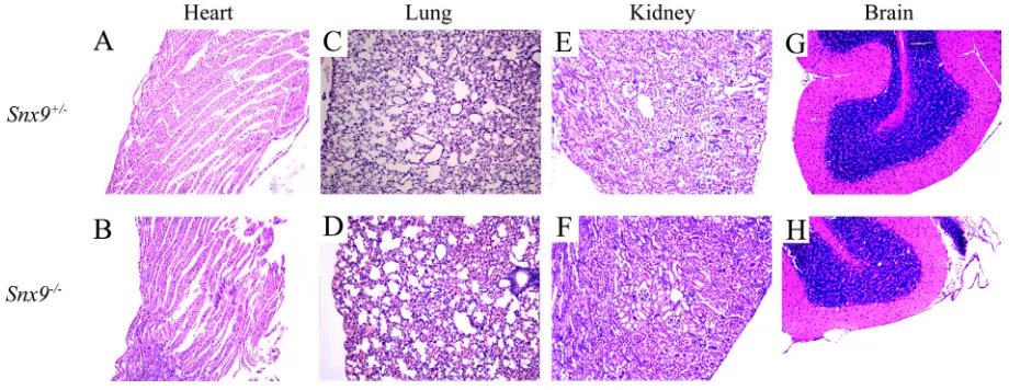 Figure 4: Snx9 knockout mice do not display pathological changes. Tissues of 2-month-old Snx9+/− and Snx9−/− mice were sectioned and stained with hematoxylin-eosin (HA)
