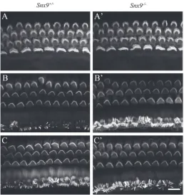 Figure 5: Auditory hair cell stereocilia are morphologically normal in Snx9 knockout mice