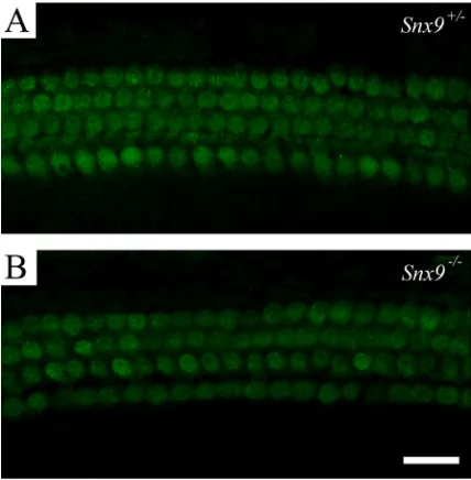 Figure 6: Auditory hair cell stereocilia are morphologically normal in Snx9 knockout mice