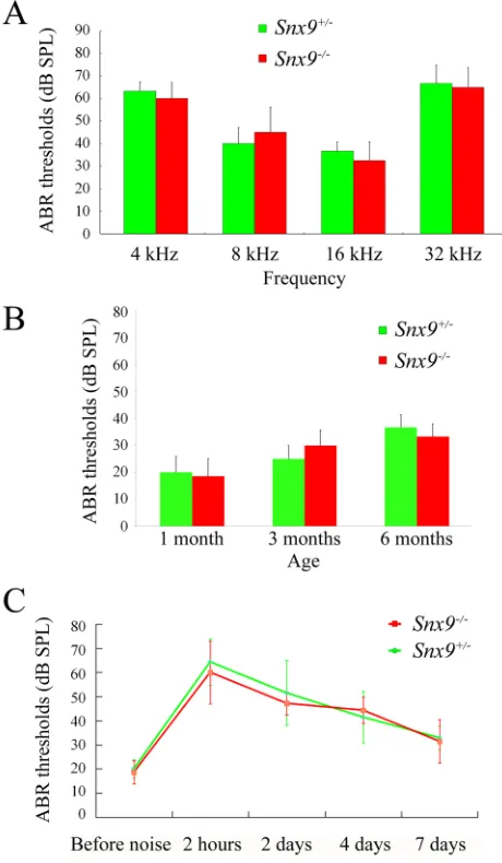 Figure 8: Auditory brainstem response (ABR) measurements show normal auditory function of Snx9 knockout mice