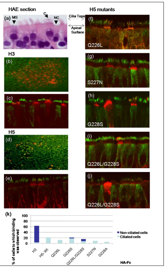 Figure 3. Recombinant HA proteins bind to human airway epithelial (HAE) cultures. (A) Morphological features of HAE cultures visualized by H&amp;E counterstain