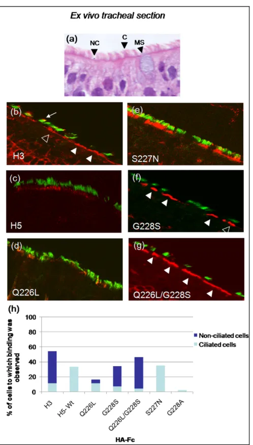 Figure 4. Recombinant HA proteins bind to human tracheal airway epithelium. (A) Morphological features of human tracheal airway epithelium ex vivo visualized by H&amp;E counterstain indicating cell-types present: (C) ciliated cell, (NC) non-ciliated cell, 