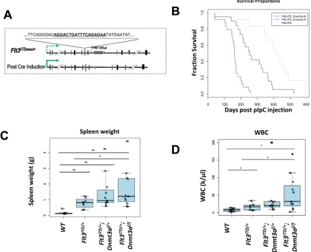 Figure 1: Dnmt3a deletion cooperates with Flt3ITD/+ to shorten survival in a dose dependent manner