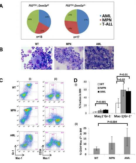 Figure 2: Dnmt3a deletion cooperates with Flt3ITD/+ to induce a broad spectrum of neoplasms