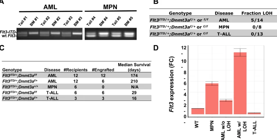 Figure 3: Loss of Heterozygosity (LOH) and Flt3 expression are present in a disease specific manner