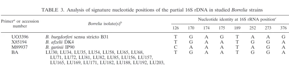 TABLE 3. Analysis of signature nucleotide positions of the partial 16S rDNA in studied Borrelia strains