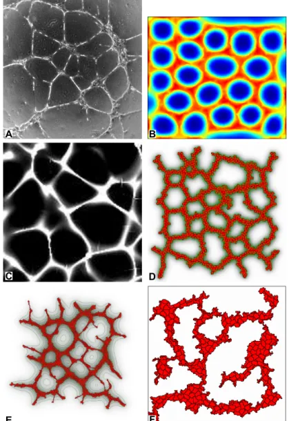 Figure 1.2: Overview of vascular network formation. A vasculature developed in vitro with HUVEC on Matrigel