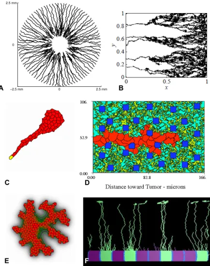 Figure 1.3: Overview of the computational models of angiogenic sprouting. A corneal angiogenesis as modeled in the discrete model based on tip cell elasticity and stalk cell adhesion [35]