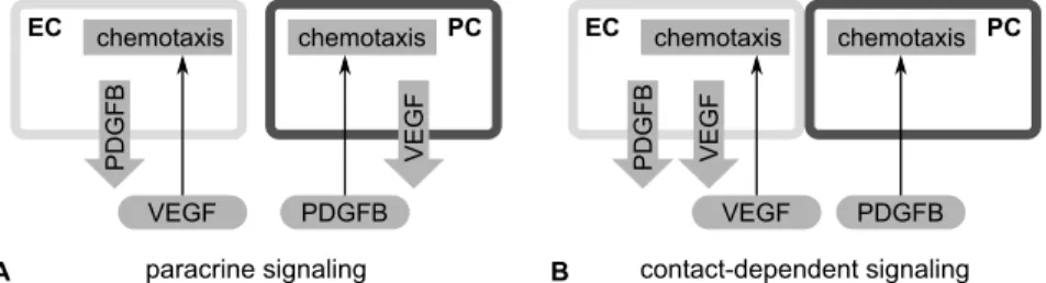 Figure 3.3 shows how the patterns evolved in each of the three assays. In the endothelial cell monoculture (Figure 3.3A) a network with long branches formed quickly