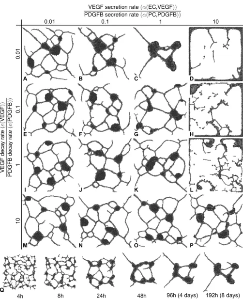 Figure 3.7: A-P Patterns formed after ∼192 hours with round pericytes (dark gray) and long endothelial cells (light gray) with varying ratios of PDGFB and VEGF secretion, and varying ratios of PDGFB and VEGF decay