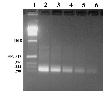 FIG. 1. Primer design strategy for the forward and reverse PCRprimers (primers MP-F and MP-R, respectively) indicating the binding