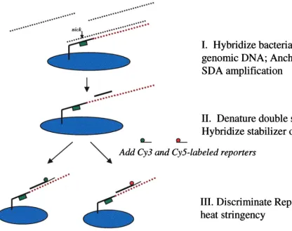 FIG. 1. Schematic representation of anchored SDA and bacterial discrimination. Biotinylated SDA ampliﬁcation primer sets are ﬁrst addressedto spatially distinct areas on the microchip array using electronic biasing