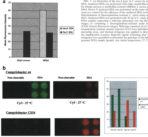 FIG. 3. (a) Detection of the mecASDA. Anchored SDA was performed with either methicillin-suscepti-ble (Staph aureus) or methicillin-resistant (MRSA)DNA