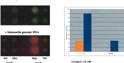 TABLE 2. Sensitivity of anchored SDA and cross-reactivity with other bacterial genomic DNAsa