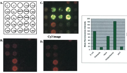 FIG. 5. Multiplex ampliﬁcation of E. coli gyrAﬂuoroquinolone-sensitiveprimer set on the microelectronic chip array