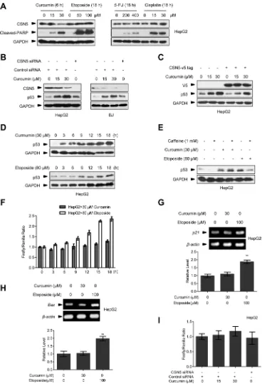 Figure 1: The effect of curcumin on CSN5 and p53. (A) Representative Western blot images in HepG2 cells treated with curcumin for 6 h, etoposide for 12 h, 5-FU for 12 h or cisplatin for 12 h