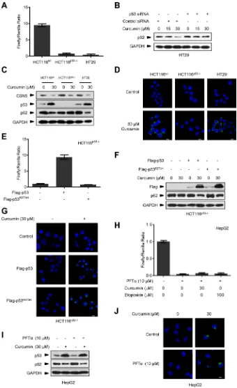 Figure 3: Curcumin controls p53 to induce autophagy uncorrelated to its transcriptional activity