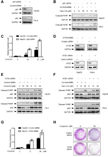 Figure 5: Autophagy inhibition improves the killing effect of curcumin on p53-positive cancer cells
