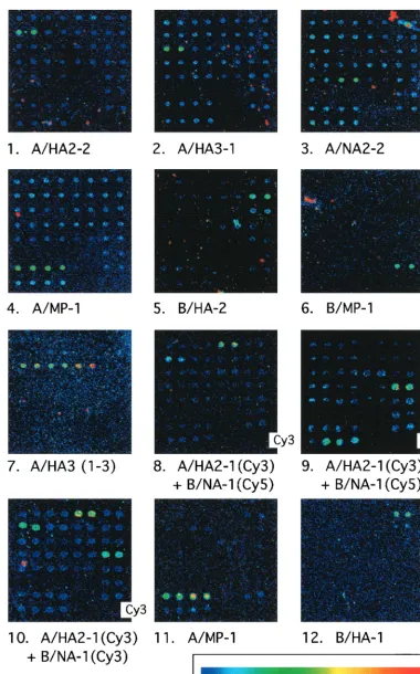 FIG. 1. Identiﬁcation of inﬂuenza cDNAs using glass-supported microarrays. DNA targets were spotted in duplicate in an eight-by-eight grid,and bound probes were detected using confocal ﬂuorescence microscopy