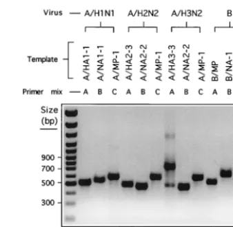 FIG. 5. RT-PCR detection and differentiation of inﬂuenza virusRNA templates. The multiplex primers indicated in Table 5 were