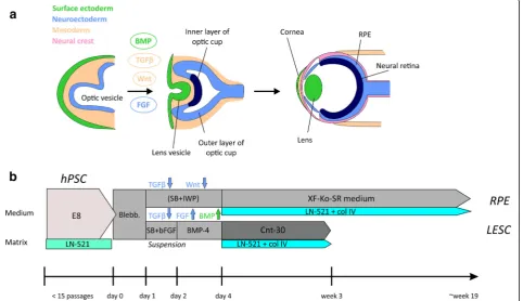 Fig. 1 Schematic illustration of in vivo development and in vitro differentiation of RPE and LESCs.shown.differentiation protocols, as well as key media and matrix components used (not to scale).Flex Medium,beta, a At early stages of embryonic eye developm