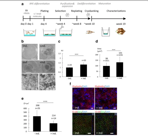 Fig. 3 A xeno-free, feeder-free differentiation strategy led to efficient production of high-quality retinal pigment epithelial (19experiments).illustration of the RPE differentiation pipeline.blebbistatin,examined).RPE) cells