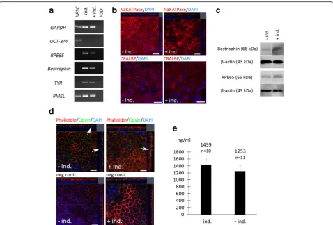 Fig. 4 High-quality, functional RPE was obtained with the xeno-free differentiation method