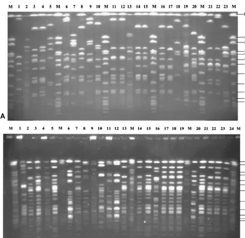 FIG. 1. Macrorestriction analysis of S. suis23) and, in addition, serotype 2 hemolysin activity-positive control strain P1/7 (lane 21) and serotype 2 MRP- and EF-positive control strain D282(lane 22)