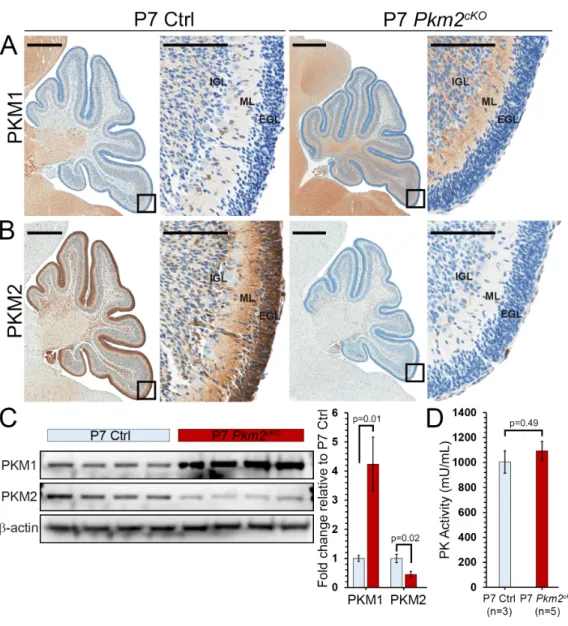 Figure 2.3 Conditional Pkm2 deletion blocks all Pkm expression in CGNPs.  
