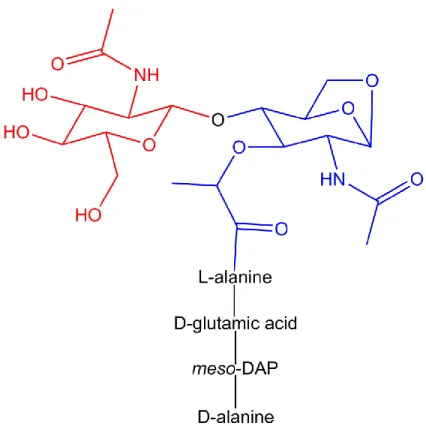 Figure 1.2. Structure of the peptidoglycan monomer released by N. gonorrhoeae. 