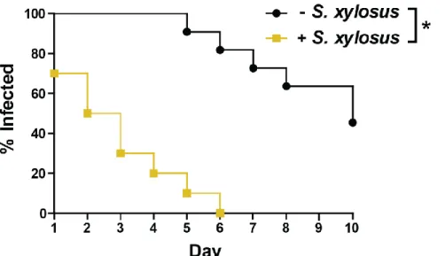 Figure 1.4. Persistence of N. gonorrhoeae is significantly reduced in mice colonized with  commensal species Staphylococcus xylosus