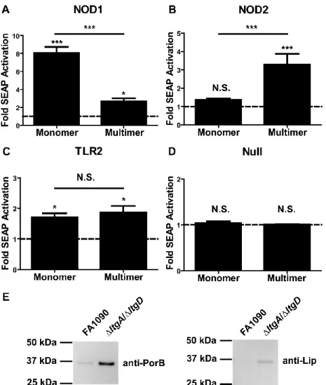Figure 2.3. Multimeric PGN and Monomeric PGN released by N. gonorrhoeae LtgA                    differentially activate NOD1 and NOD2