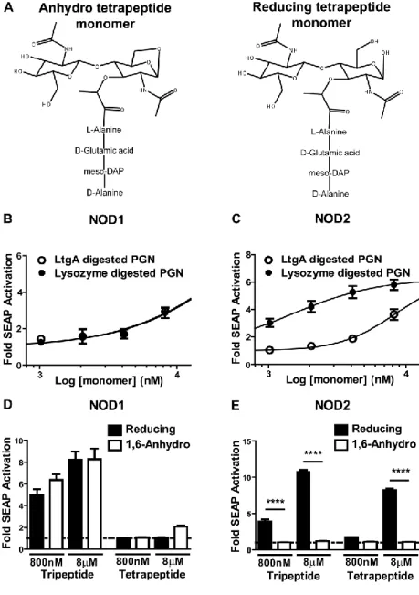 Figure 2.4 PGN digested by LtgA but not human neutrophil lysozyme escapes detection by     NOD2