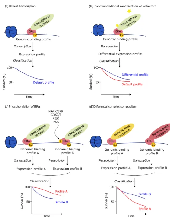 Figure 2: ERα transcriptional complex composition, genomic profile and transcrip- transcrip-tional output.