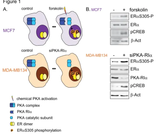 Figure 1: ERαS305 phosphorylation by Protein Kinase A.