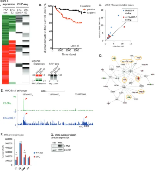 Figure 5: Integration of ERαS305-P chromatin binding and gene expression signa- signa-tures 