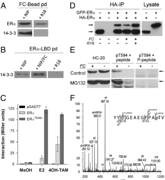 Fig. 3: 14-3-3 Interaction with ERα affects ERα dimerization and T594 is phosp- phosp-horylated in MCF-7 cells