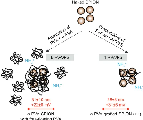 Figure 1 Schematic representation of the different methods used to functionalize naked SPION (brown circles) with PVA (black lines)